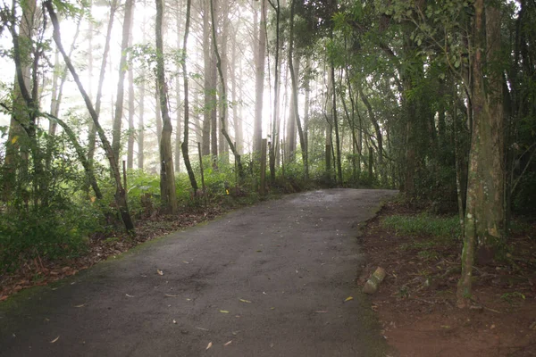 Camino Medio Del Bosque Con Niebla Nova Petrpolis Rio Grande — Foto de Stock