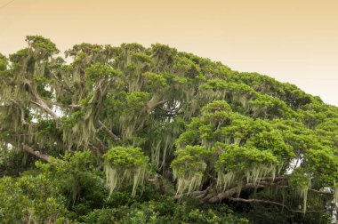 İncir ağacı türleri. Kumsalda dallarda tahta sakalları var.