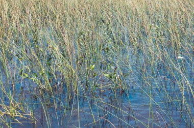 Tramanda, Rio Grande do Sul 'da tipik bir gölet bitkisi