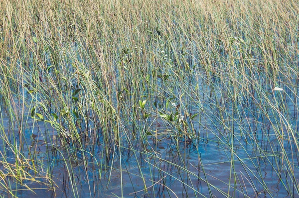 Tramanda, Rio Grande do Sul 'da tipik bir gölet bitkisi