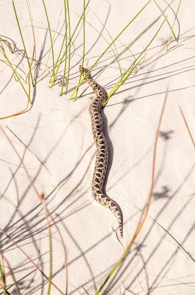 Cobra Urutu Rastejando Nas Dunas Praia Cassino Rio Grande Sul — Fotografia de Stock