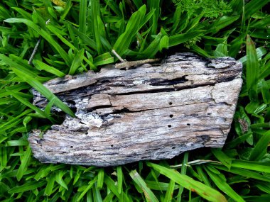 Çimlerin üzerinde eski bir sandık parçası 