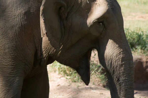 Porträtt Indisk Elefant Djurparken — Stockfoto