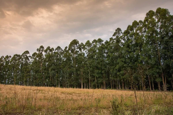 Eucalyptus plantation with a field in front in Ivoti , Rio Grande do Sul