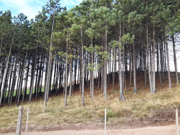 Pinus Plantation Jos Ausentes — Stock Photo, Image