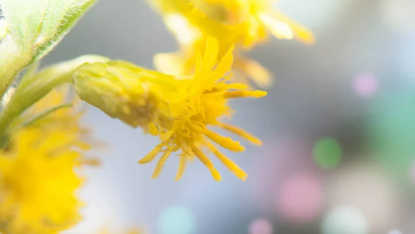 Makro Fotografie Divoké Žluté Květiny Bokhe Pozadí — Stock fotografie