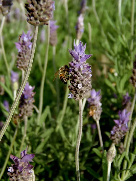 Lavenders in the wind with a pollinating African bee