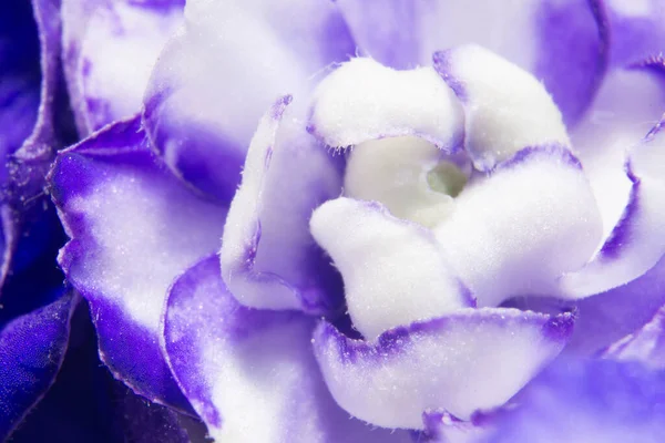 Fotografia Macro Uma Flor Violeta Roxa Branca Primavera — Fotografia de Stock