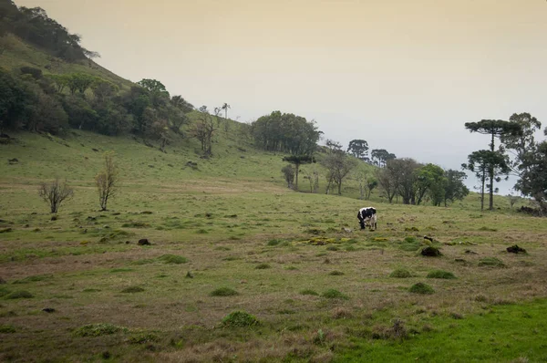 View Grazing Cow Field Sao Francisco Paula Brazil — Stock Photo, Image