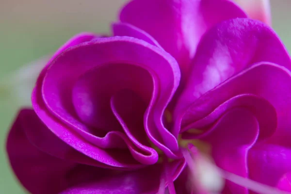 花のプリンセスイヤリングの花弁のマクロ写真 — ストック写真