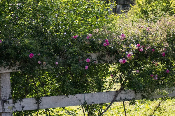 Rose Bushes Late Afternoon White Fence — Stock Photo, Image