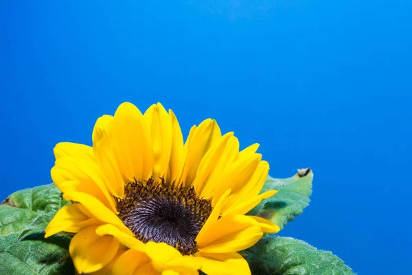 Girassol Amarelo Com Fundo Azul — Fotografia de Stock