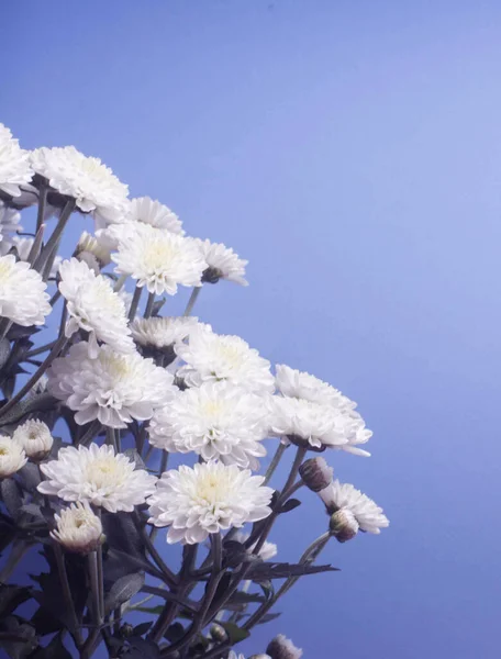 Chrysanthèmes Avec Fond Violet — Photo