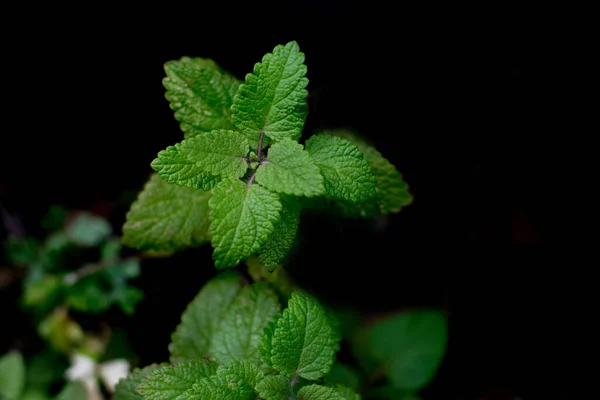 Branches Menthe Dans Jardin — Photo