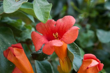 Yeşil yapraklı kırmızı çiçek 