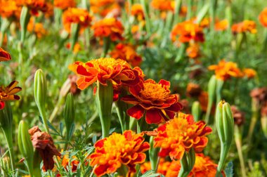 Çiçekli bir bahçe.