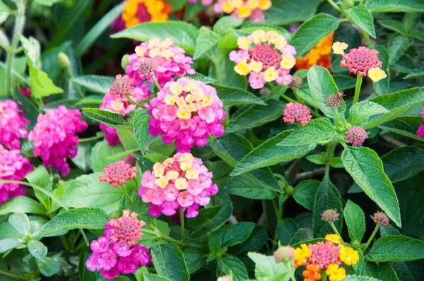 Tuin Met Roze Lantana Bloemen — Stockfoto