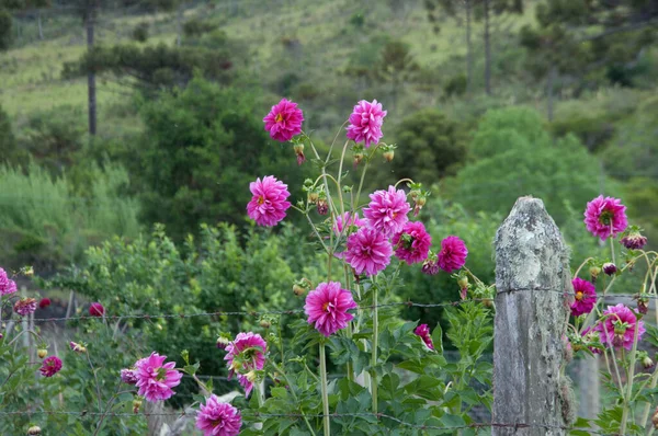 Pink flower on fence with green foliage in the background