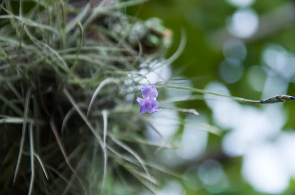 Purple Wild Flower Blurry Green Background — Stock Photo, Image