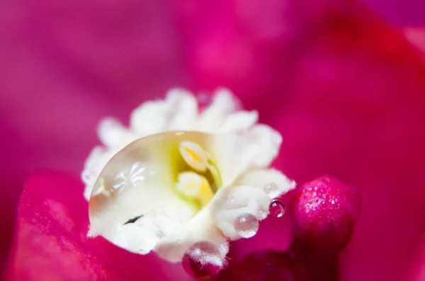 Macro Fotografía Una Flor Bougainvillea Con Una Gota —  Fotos de Stock