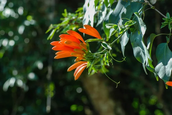 Ormanda portakal çiçeği