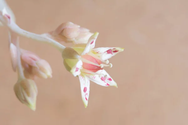 Šťavnatý Květ Whit Pastel Pozadí — Stock fotografie