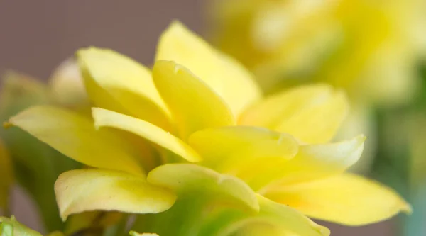 Makroaufnahme Von Gelben Kalanchoe Blütenblättern — Stockfoto
