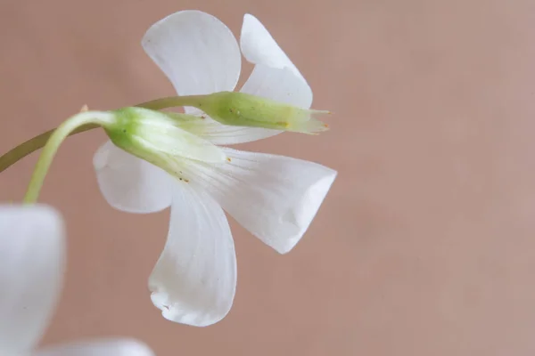 Flor Trébol Con Fondo Pastel — Foto de Stock