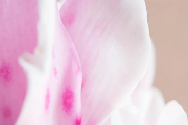 キクラメン種の花ピンクの花弁のマクロ写真 — ストック写真