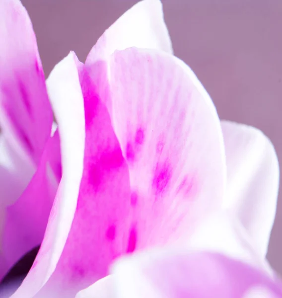 Fotografía Macro Pétalos Flores Especie Cyclamen —  Fotos de Stock