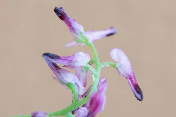Makro Fotografia Dzikiego Kwiatu Kwitnącego Pastelowym Tłem — Zdjęcie stockowe