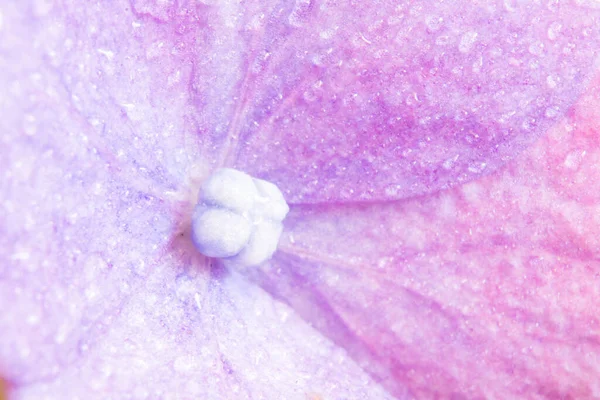 Macro Photography Pink Flower Hortence — Stock Photo, Image