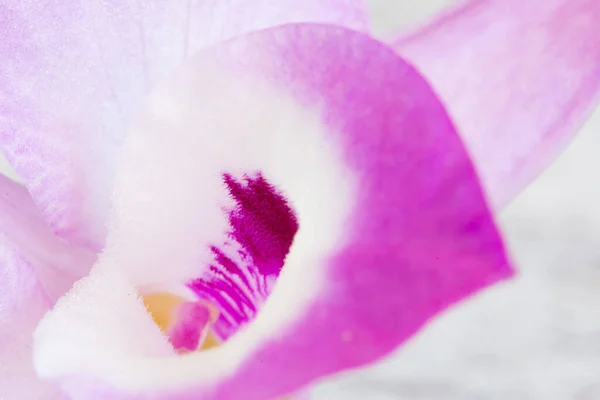 Макрозйомка Пелюсток Троянди Орхідеї — стокове фото