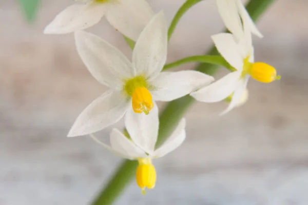 Makro Fotografie Bílé Divoké Květiny Rozmazaným Pozadím — Stock fotografie