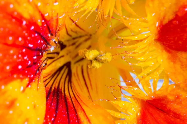 Fotografía Macro Del Interior Una Flor Capuchino — Foto de Stock