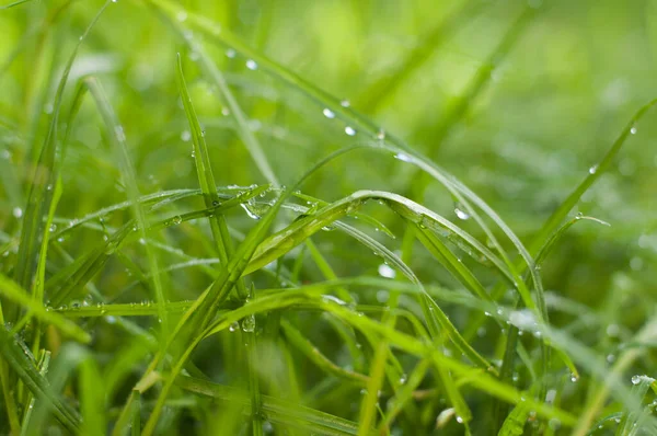 Orvalhos damlaları ve bulanık arkaplan ile çimenlerin makro fotoğrafı