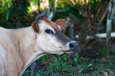 Tarlada ilginç forma ineği