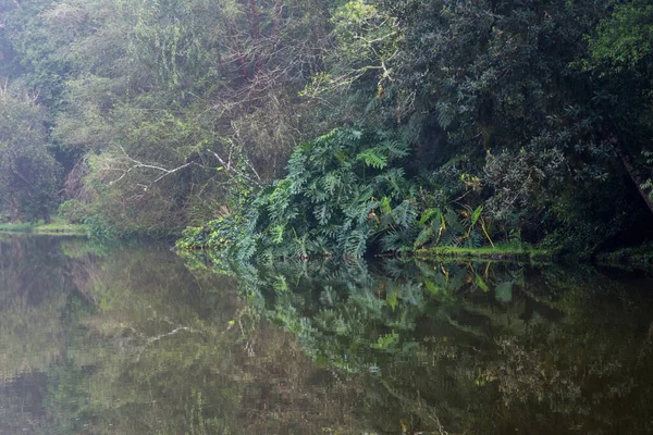 Vista Sul Lago Sugli Alberi Con Nebbia Nova Petropolis Brasile — Foto Stock