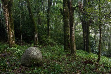 Nova Petropolis, Rio Grande do Sul 'daki orman manzarası 