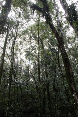Nova Petropolis, Rio Grande do Sul 'da sisli orman manzarası 