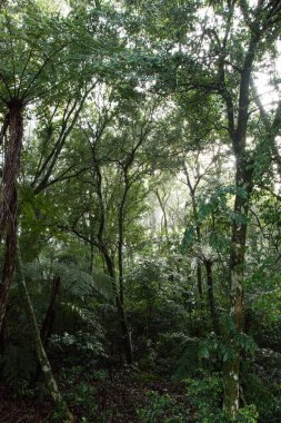 Güney Brezilya, Nova Petropolis 'te sisli orman manzarası 