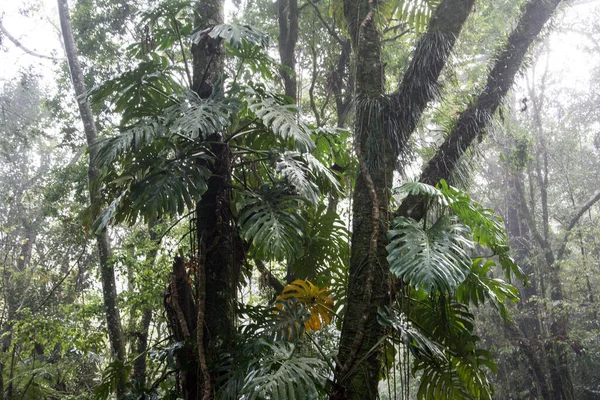 Vista Del Bosque Con Niebla Nova Petropolis Brasil — Foto de Stock