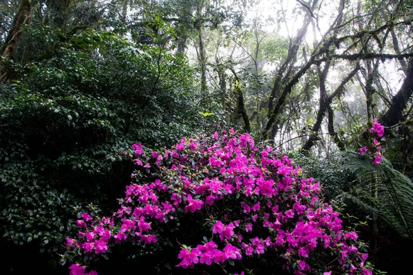 Bloemen Het Bos Nova Petropolis Rio Grande Sul — Stockfoto