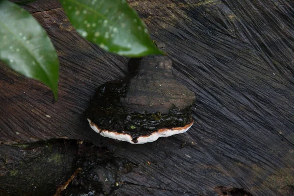 Hongo Tronco Árbol —  Fotos de Stock