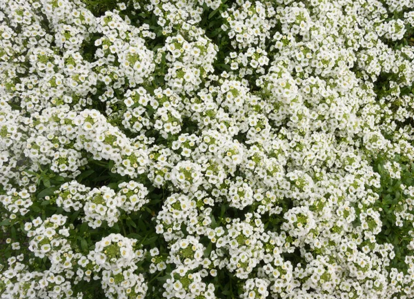 Texture Fleur Miel Blanc Dans Jardin — Photo