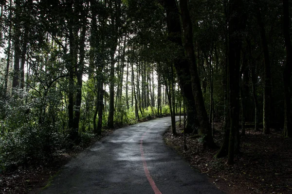 Estrada Dentro Uma Floresta Escura Nova Petrópolis Brasil — Fotografia de Stock