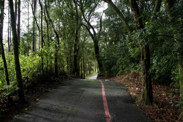 Carretera Bosque Nova Petropolis Brasil — Foto de Stock