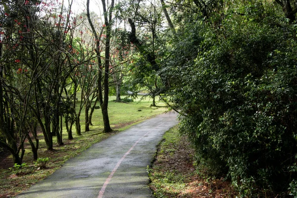 Estrada Meio Árvores Natureza Nova Petrópolis Brasil — Fotografia de Stock