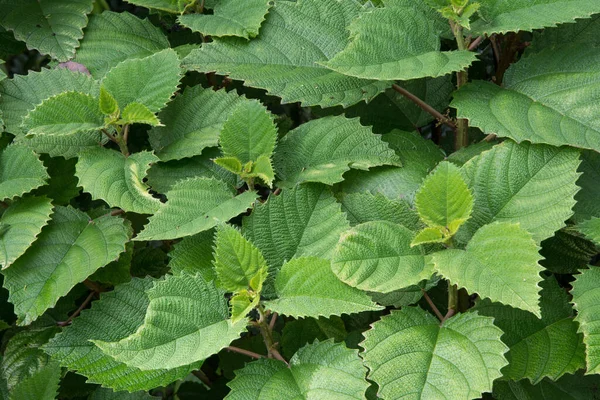 Sfondo Foglie Ortica Erba Medicinale — Foto Stock