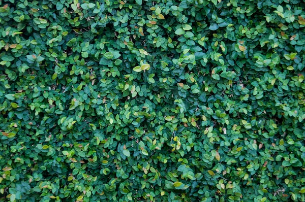 Sfondo Muschio Verde Giardino — Foto Stock
